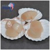 Coquilles per kilo